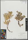 Foto von Salix hastata L.